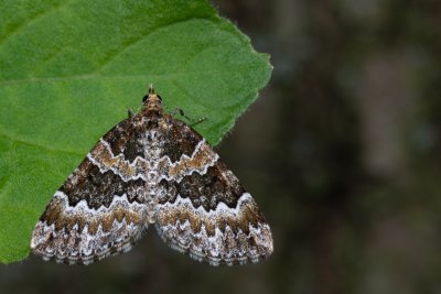 Electrophaes corylata (píďalka lísková)