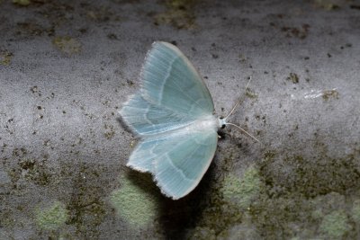 Jodis lactearia (zelenopláštník osikový)