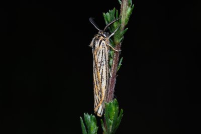 Spiris striata (přástevník jestřábníkový)