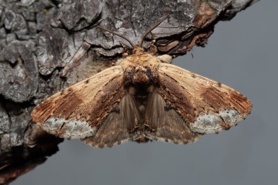 Ptilodon cucullina (hřbetozubec břekový)
