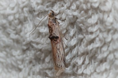 Nephopterix angustella (zavíječ úzký)