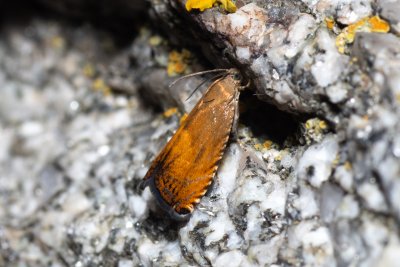 Pammene aurita (-)