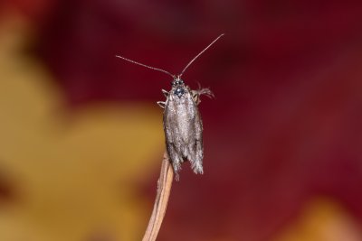 Diurnea lipsiella (šedivěnka podzimní)