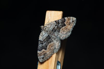 Xanthorhoe quadrifasiata (píďalka prvosenková)