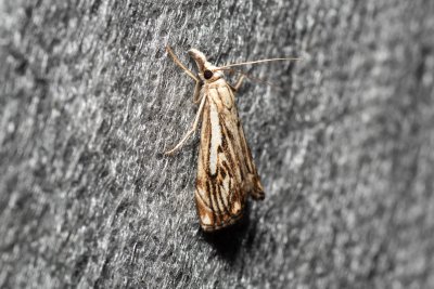 Catoptria falsella (travařík károvaný)