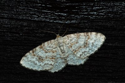 Hydrelia sylvata (píďalka olšinová)