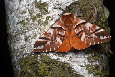 Endromis versicolora (strakáč březový), NPR Radostínské rašeliniště