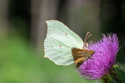 žluťásek řešetlákový