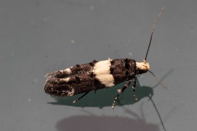 Recurvaria leucatella (makadlovka sadová)