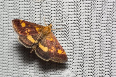 Pyrausta aurata (zavíječ zlatoskvrnný)