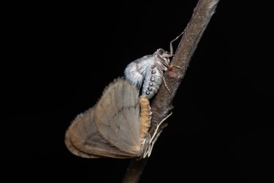 Operophtera fagata (píďalka lesní)