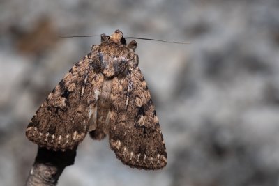 Amphipyra effusa (-)