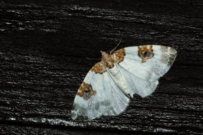 Plemyria rubiginata (píďalka dvoubarvá)