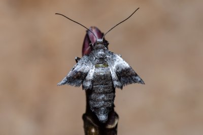 Theria rupicapraria (tmavoskvrnáč březnový)
