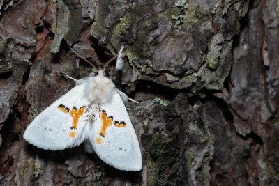 Leucodonta bicoloria (hřbetozubec dvoubarvý), NPR Radostínské rašeliniště