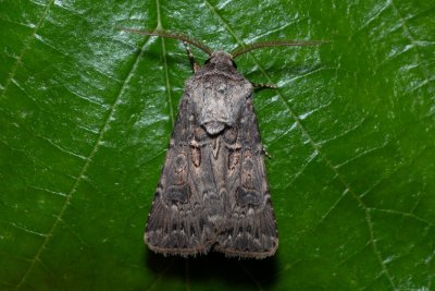 Agrotis bigramma (osenice širokřídlá)