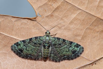 Pasiphila rectangulata (píďalička jabloňová)