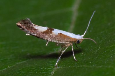 Argyresthia pruniella (molovka pupenová)