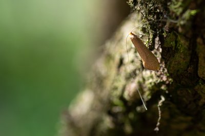 Nematopogon swammerdamellus (adéla dubová)
