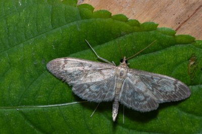 Anania lancealis (zavíječ úzkokřídlý)
