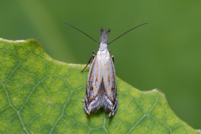 Holoscolia huebneri (-)