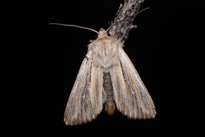 Leucania comma (plavokřídlec čárkovaný)