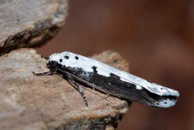 Ethmia bipunctella (skvrnuška stepní)