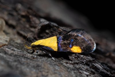 Oecophora bractella (krásněnka skvostná)