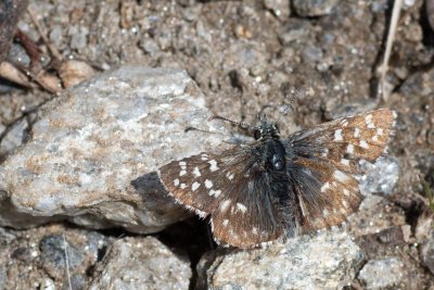 Pyrgus malvoides (-)