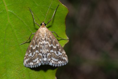 Evergestis frumentalis (zavíječ zdobený)