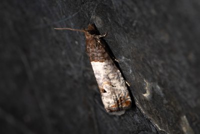 Notocelia roborana  (obaleč stromový)