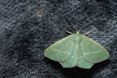 Chlorissa viridata (zelenopláštník hlohový)