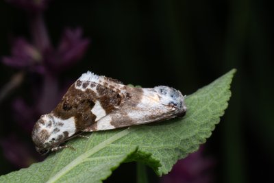 Acontia lucida (světlopáska slézová)