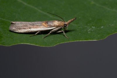 Etiella zinckenella (zavíječ sojový)