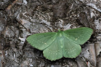 Geometra papilionaria (zelenopláštník březový)