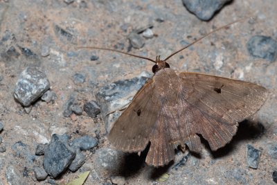 Mecodina bisignata (-)