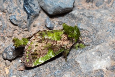 Chloroceramis viridinota (-)
