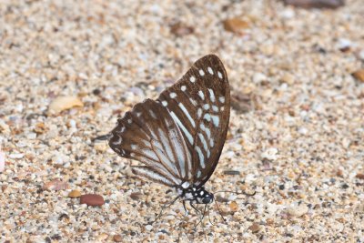 Graphium macareus (-)