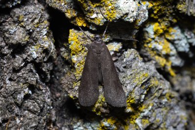 Episcythrastis tetricella (-)