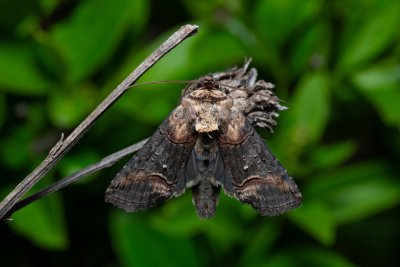 Abrostola triplasia (kovolesklec černočárný)