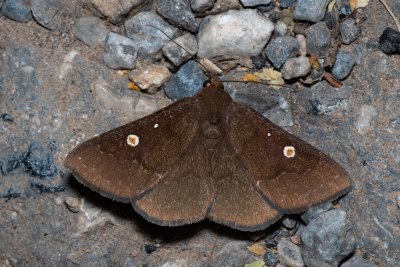 Sartagine ovafricta (-)