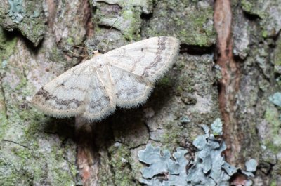 Idaea biselata (žlutokřídlec čtverotečný)