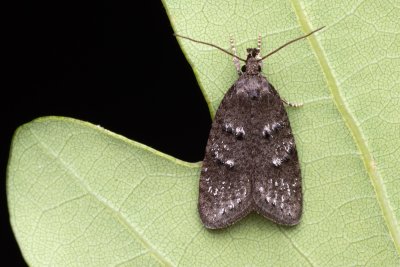 Luquetia lobella (-)
