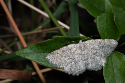 Charissa pullata (šerokřídlec tymiánový)