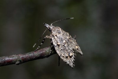 Diurnea fagella (šedivěnka jarní)