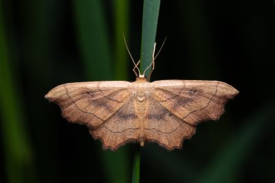 Idaea emarginata (žlutokřídlec zejkovaný)