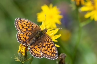 perleťovec kopřivový