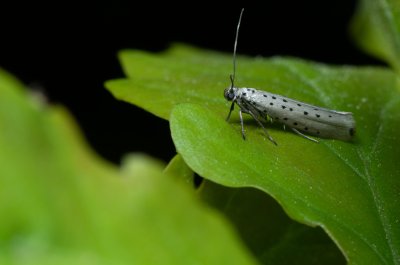 Yponomeuta sedella (předivka šedá)