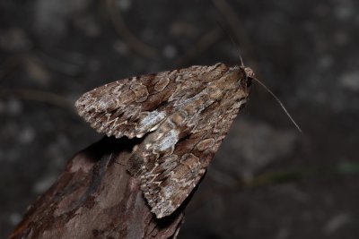 Apamea monoglypha (šedavka trávová)