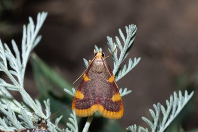 Hypsopygia costalis (zavíječ senomilný)